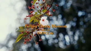 Falling Cherry Blossom | BMPCC4K | BRAW | 桜