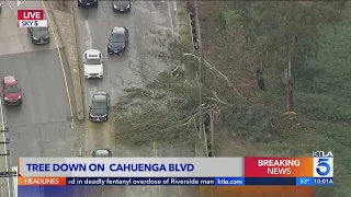 Motorist hit by falling tree in Hollywood Hills