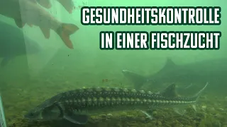 Gesundheitskontrolle in Birnbaum's Fischzucht I ON TOUR #1