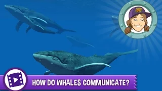 Animal Jam - Ask Tierney: How do whales communicate?