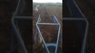 Копаємо картоплю