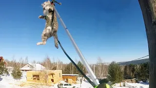 Очередной опорный кот / Cat rescue with live wires