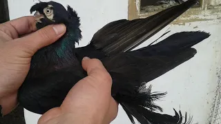 Узбекские голуби, г. Коканд, Узбекистан 🇺🇿 O'zbek kaptarlari | Usbekische tauben