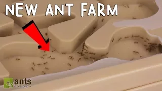 My Fire Ants' New Ant Farm