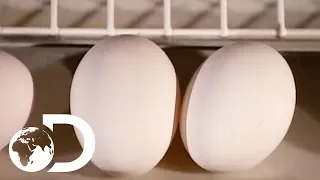 EGGS | How It's Made