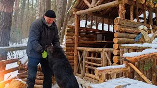 Как приручить ДИКОГО кабана |  Зимой в лесной землянке | бушкрафт.