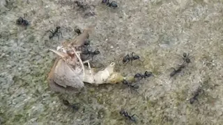 AwA Ants (Lasius niger) eating a Moth