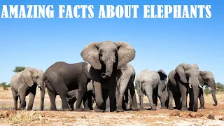 Amazing Facts about Elephants | Top 10 Facts about Elephants | Elephants Info @TAMILFIRECHANNEL