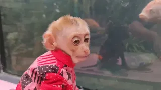Look so sad monkey