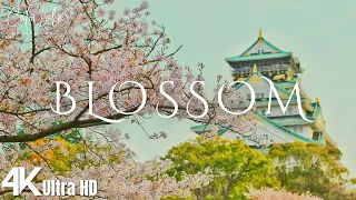 Blossom 4K | Cherry Blossom with Flute Music | Peach, Apple, Plum, Magnolia Flowers in Bloom UHD