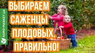 ВЫБИРАЕМ ПЛОДОВЫЕ ДЕРЕВЬЯ | Agro-Market.ua