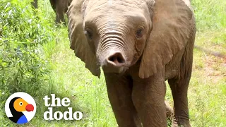 Orphaned Baby Elephant Gets A Big New Family | The Dodo