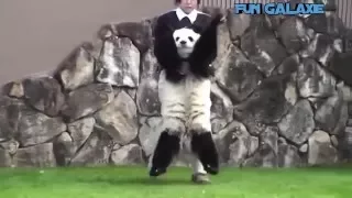 Der Panda macht was er will / Panda does what he wants