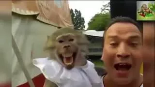 Смешные обезьяны.