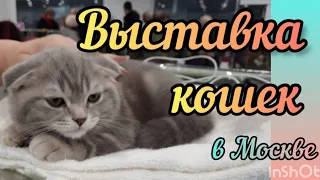 Выставка кошек и котят в Москве Где купить кошку #кошки #выставкакошек #котёнок #галинаподлеских