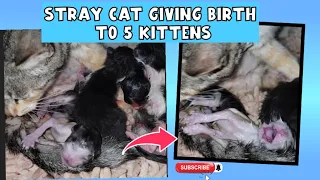 STRAY CAT GIVING BIRTH TO 5 KITTENS IN OUR TOILET || #cat  #straycat #catgivingbirth #cute  #kitten