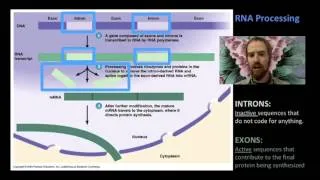 Biology 06-6 Mutations