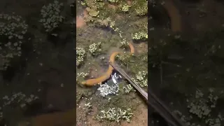 Amazing catching eel video | eel fishing at night #shorts [#1639]
