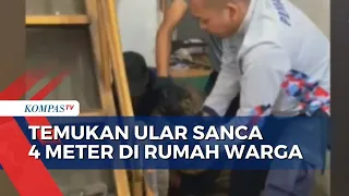 Renovasi Rumah, Warga di Jakarta Utara Temukan Ular Sanca 4 Meter