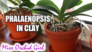 Phalaenopsis Orchids in clay medium - pros and cons