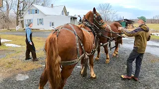 DRIVING OUR 2 YR OLD SUFFOLK PUNCH COLTS TOGETHER FOR THE VERY FIRST TIME!! #423