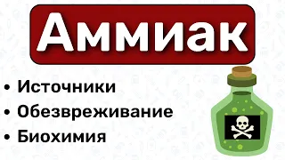 Аммиак БИОХИМИЯ: обезвреживание аммиака биохимия, цикл мочевины, орнитиновый цикл