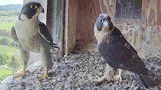 FalconCam Project~X brings a small bird, Rubus grasp it from Indigo~3:25 p.m. 2022/11/07