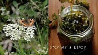 Forager's Diary | St. John's Wort Oil, Fireweed Tea and Pinecone Syrup