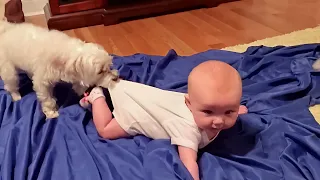 Funny Babies Playing with Dogs Compilation - Funny Baby and Pets || Cute Babies Video Compilation