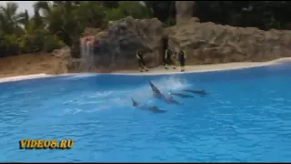 Шоу дельфинов - Loro parque dolphins show