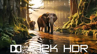 Dolby Vision 12K HDR 60fps - Beautiful Animals And Relaxing Piano Music with Nature Sounds