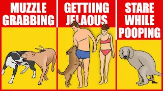 11 Awkward Dog Behaviors Explained
