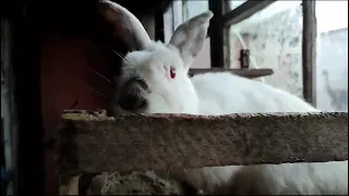 Ура у нас пополнение в хозяйстве 🤗!