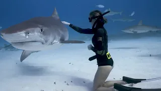 Чудом выжил после нападения агрессивной акулы-людоеда Они нападают если пустить кровь рядом с акулой