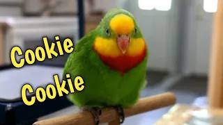 Teaching my Bird The Catchy Cookie Song!