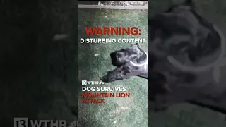 Caught on camera | Dog survives mountain lion attack in backyard