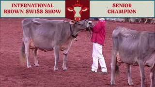 366 SR GRAND CHAMPION - BROWN SWISS