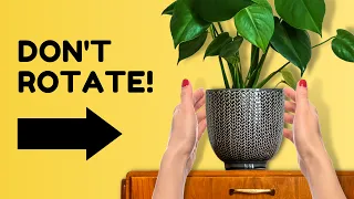 5 Outdated Plant Care Tips to Ditch in 2024
