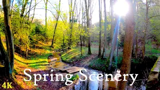 30 Minutes Of Immersive Spring Walk | 4K | ASMR | Nature Hike | Forest Trail | Pure Sounds Of Walk