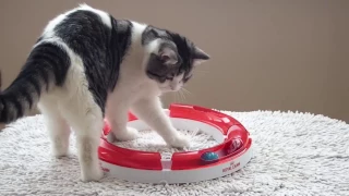 Умный кот играет в бильярд; Smart cat is playing billiards