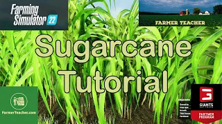 Ultimate Guide to Sugar Cane Farming!