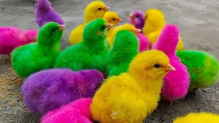 Catch Cute Chickens, Colorful Chickens, Rainbow Chickens, Rainbow Chickens, Dogs, Cats, Rabbits