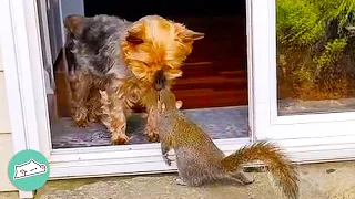 Rescue Squirrel Loves To Drop Food For Dog Sibling | Cuddle Buddies