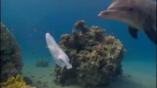 Eilat's Reef Speaks (English Subtitles)