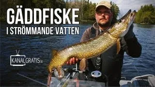 Gäddfiske i Strömmande Vatten - Mysfiske med Pontus och Jonny - Kanalgratis.se