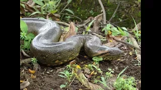 Самая большая змея в мире