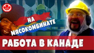 РАБОТА В КАНАДЕ на мясокомбинате