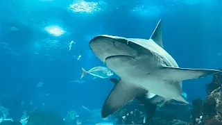 Nunca vi um lugar assim na minha vida - Oceanário de Lisboa em Portugal