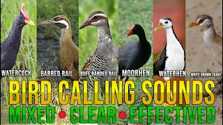 🅱🅸🆁🅳 🅲🅰🅻🅻🅸🅽🅶 🆂🅾🆄🅽🅳🆂 - WATERCOCK, BARRED RAIL,BUFF RAIL, MOORHEN, WATERHEN & WHITE BROWN CRAKE