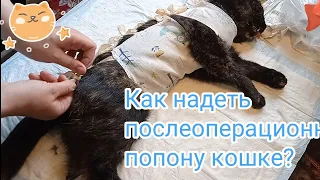 Надеваем кошке послеоперационную попону🐈